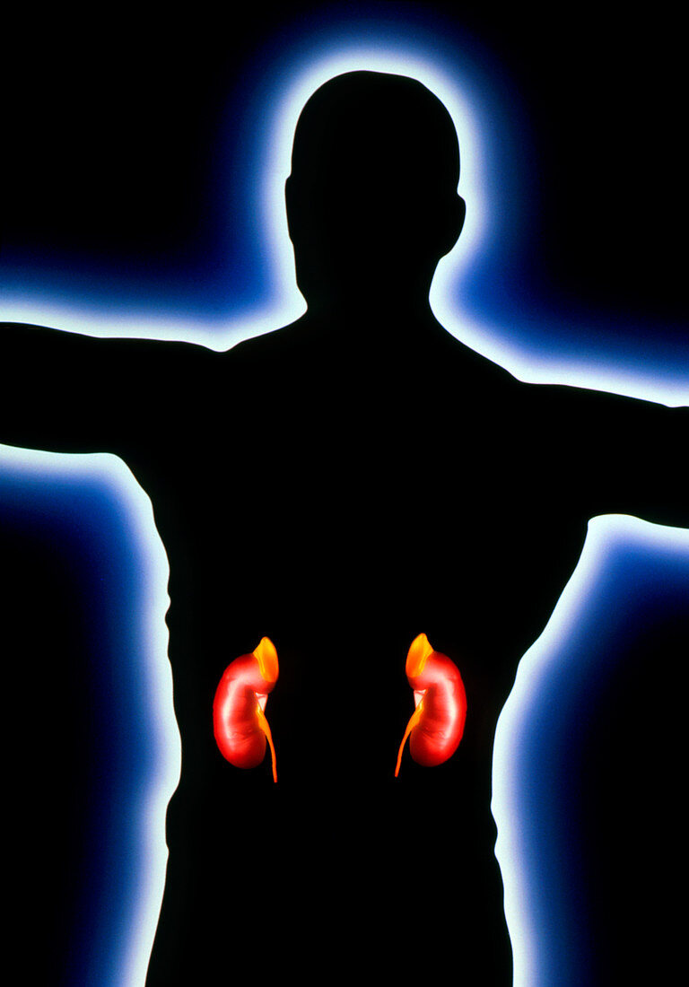 Computer artwork of human kidneys & adrenal glands