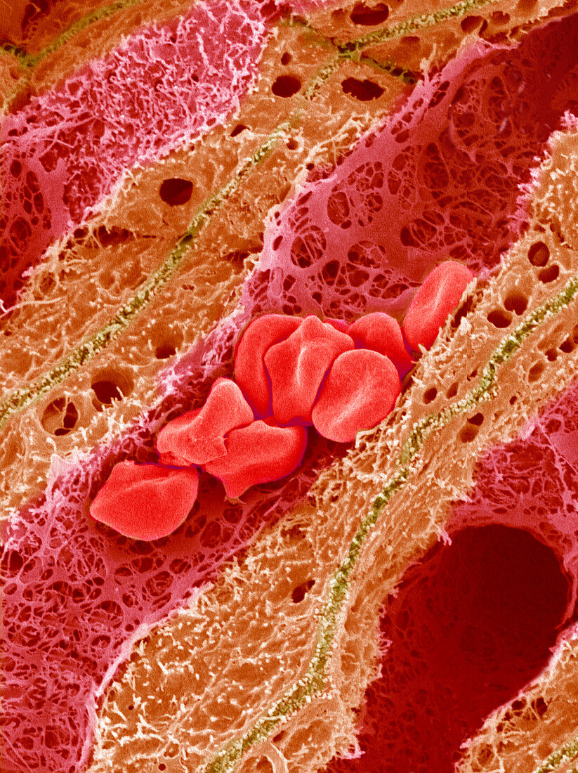 Liver blood supply,SEM