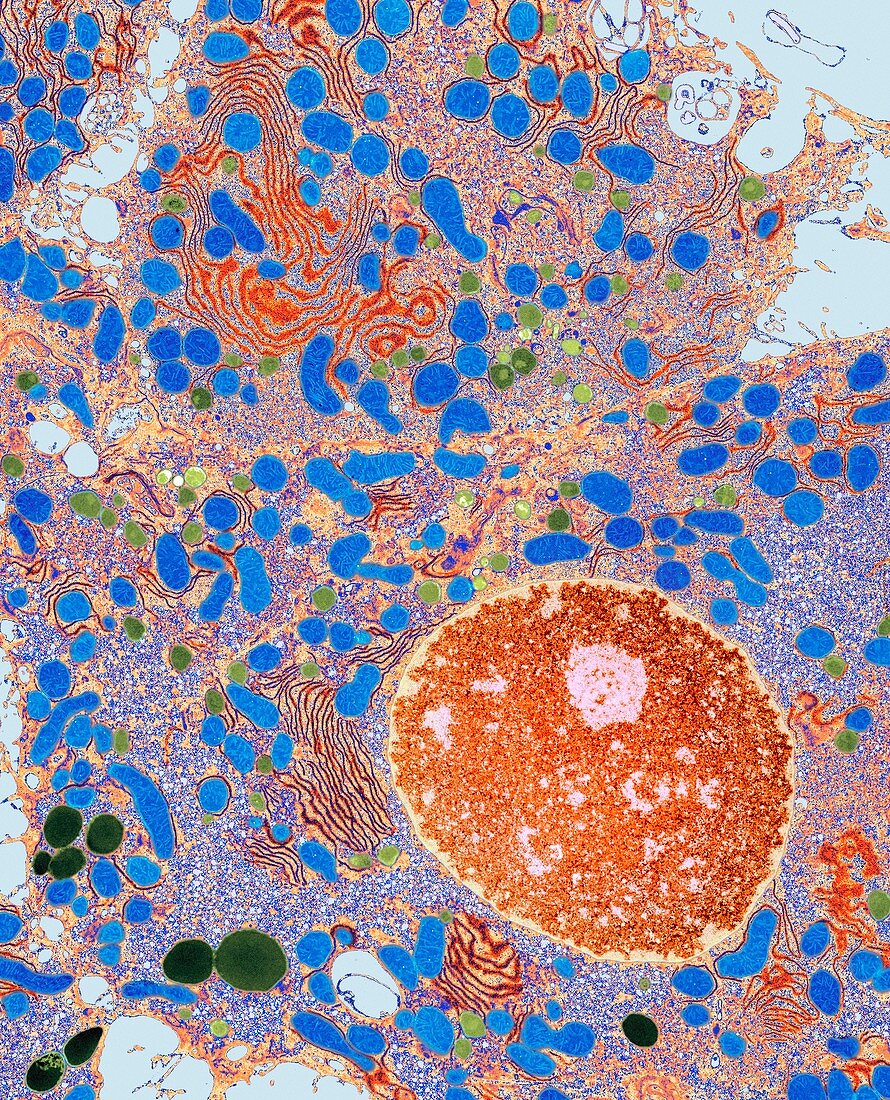 Liver cells,TEM