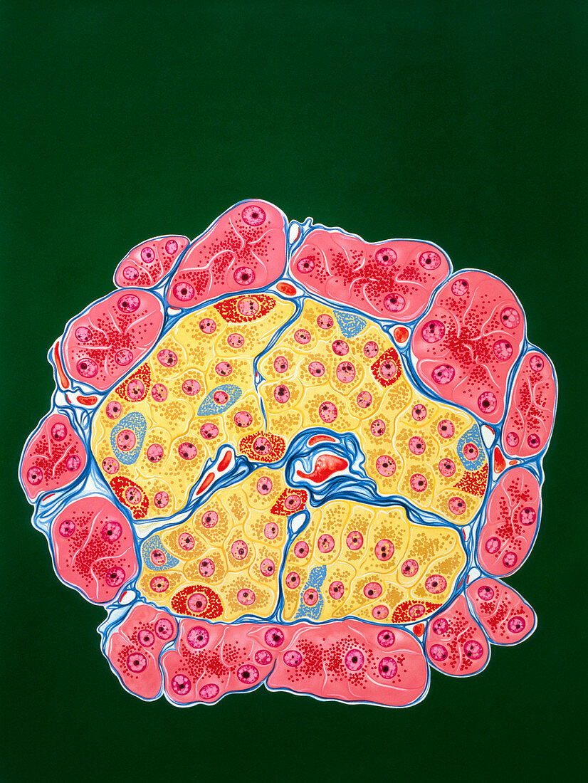 Illustration of tissues of the pancreas