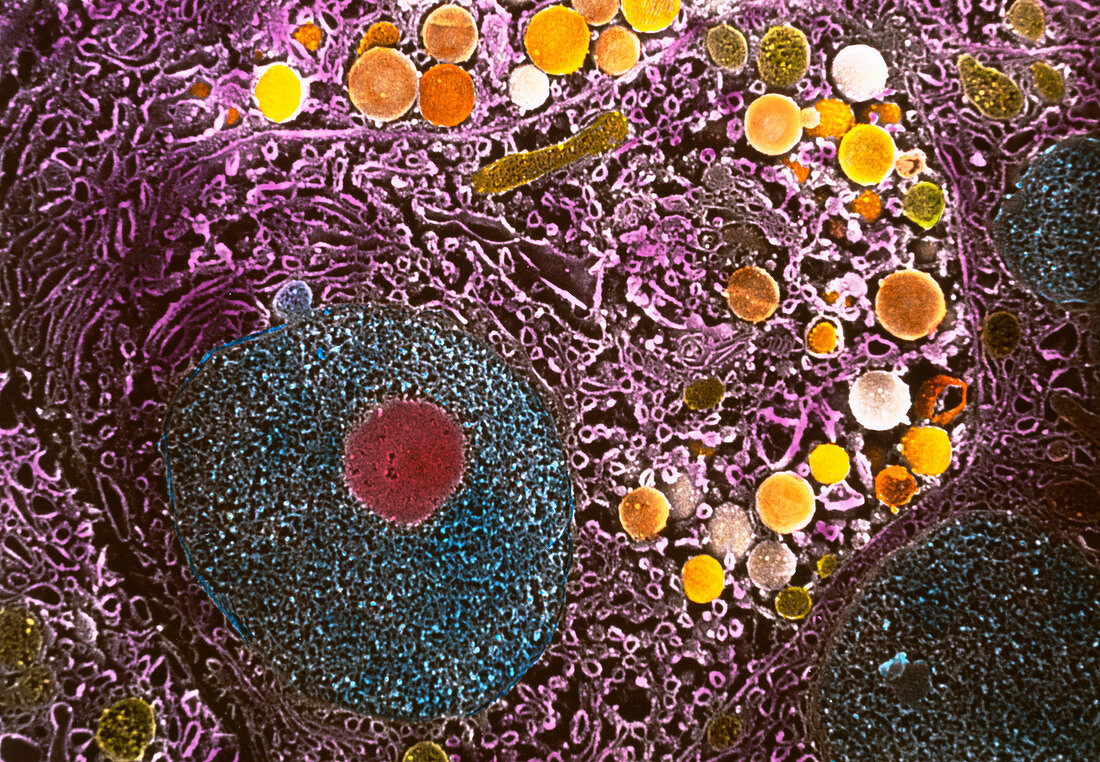 Coloured SEM of pancreatic acinar secretory cell