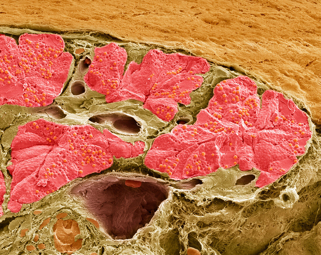 Pancreas tissue,SEM