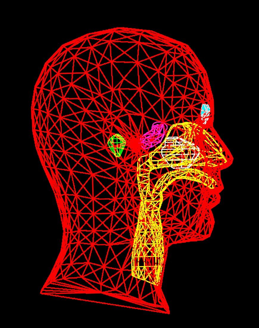Computer art of head with upper respiratory tract