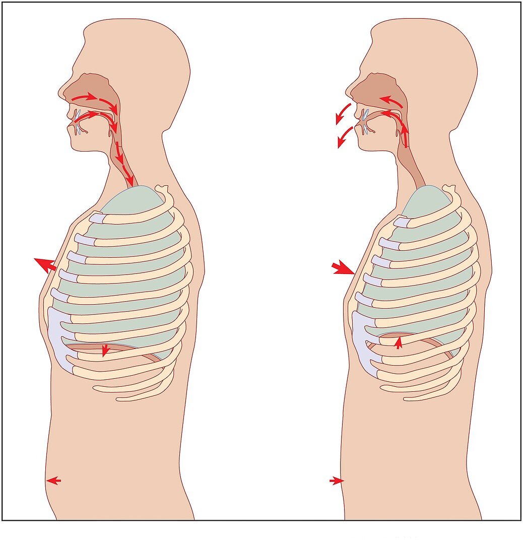 Mechanics of respiration,diagram