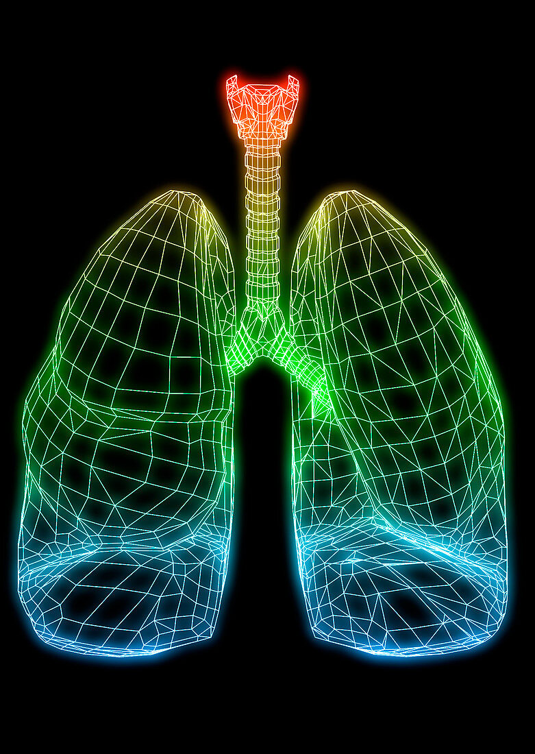 Computer artwork of healthy human lung outline