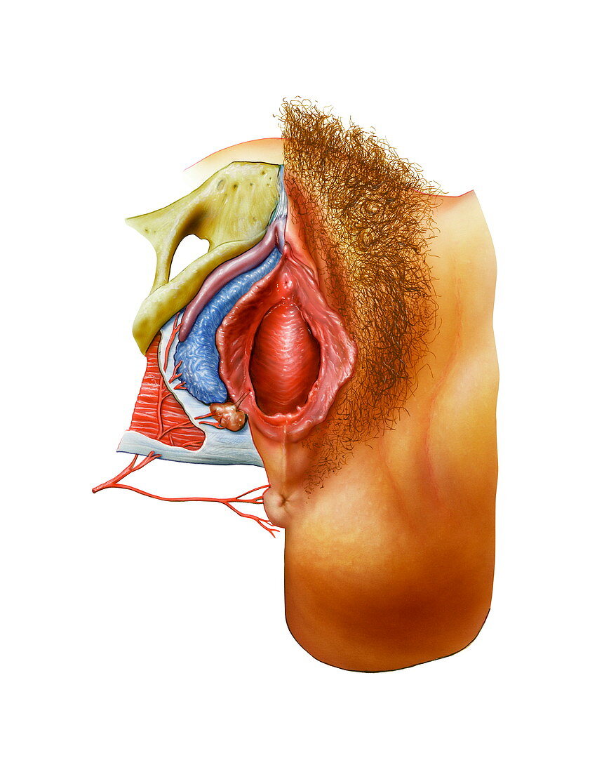 Female external genitalia