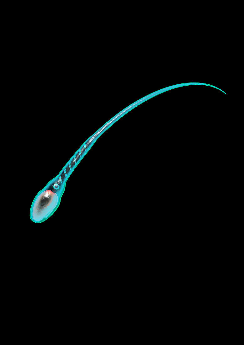 Sperm cell,computer artwork
