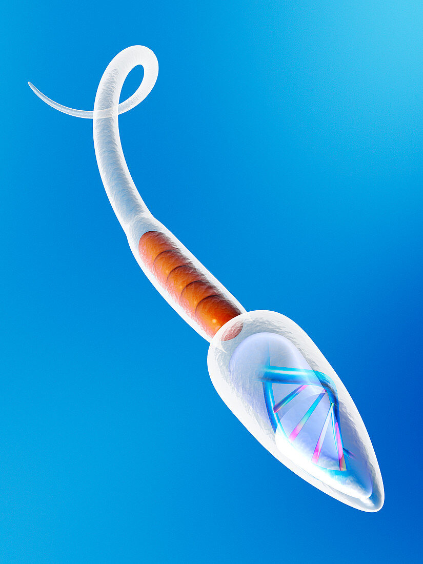 Sperm carrying DNA,computer artwork