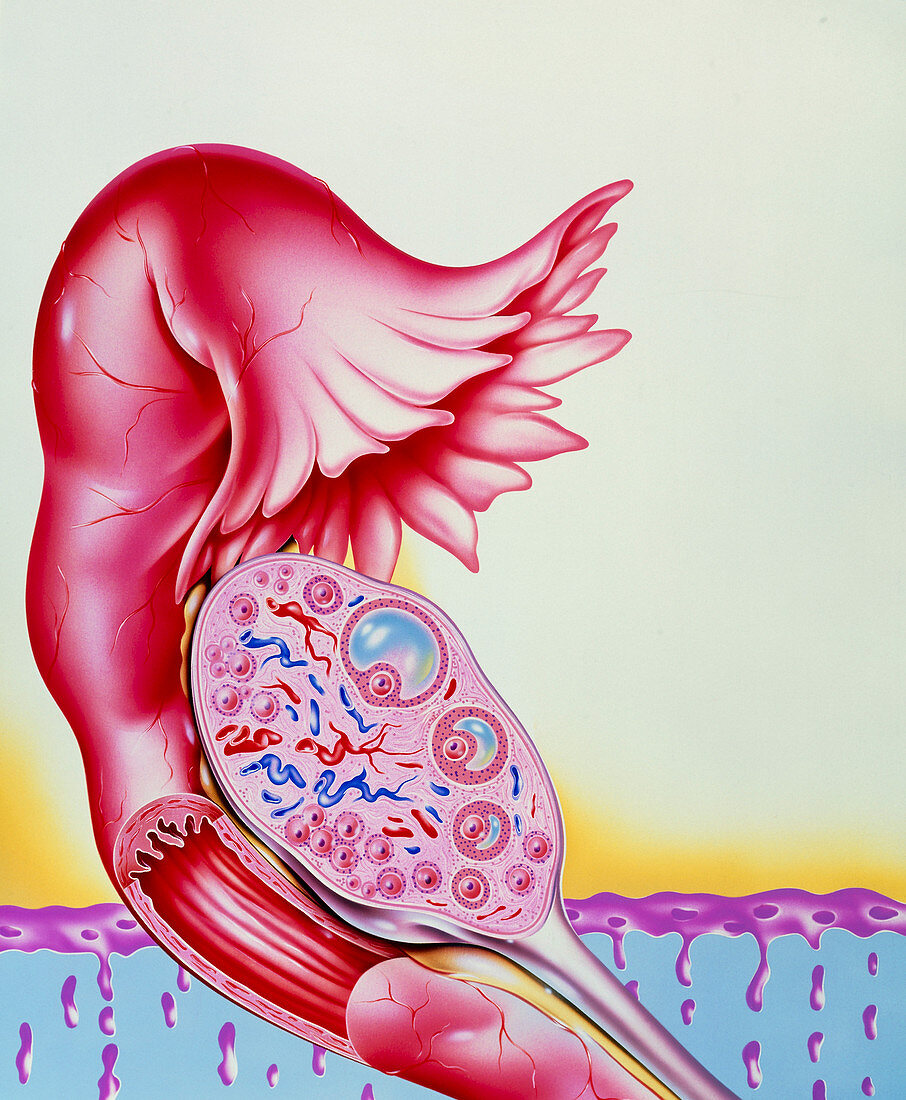 Artwork of ovum (egg) development in woman's ovary
