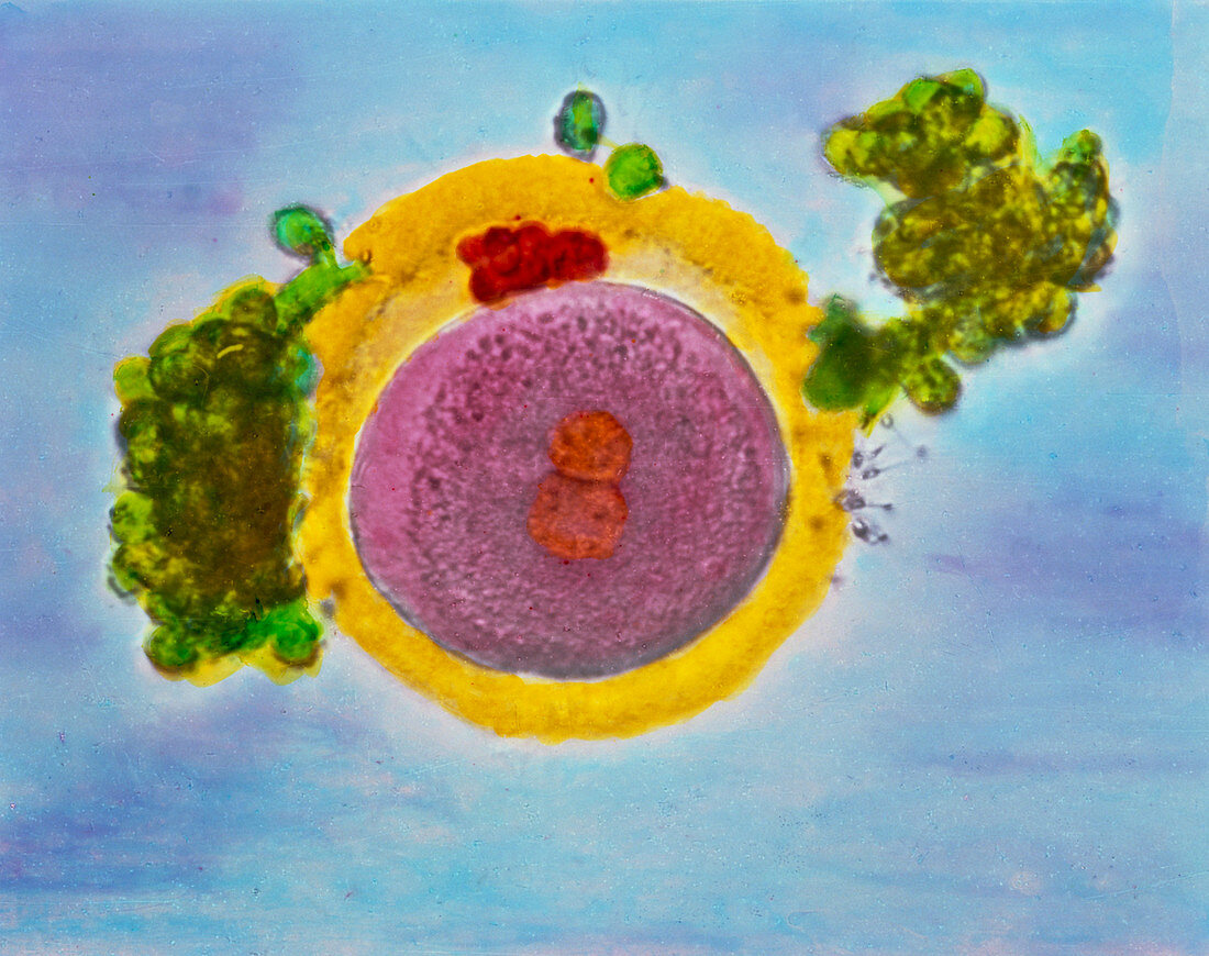 Coloured LM of a fertilised human egg 24 hours old