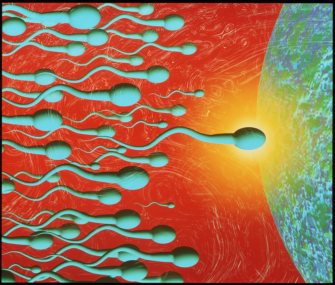 Computer artwork of human sperm fertilising an egg