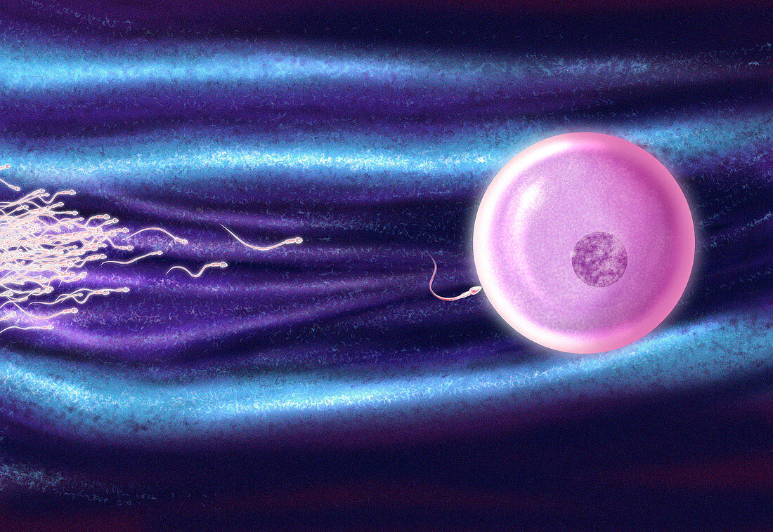 Computer artwork of human sperm fertilising an egg