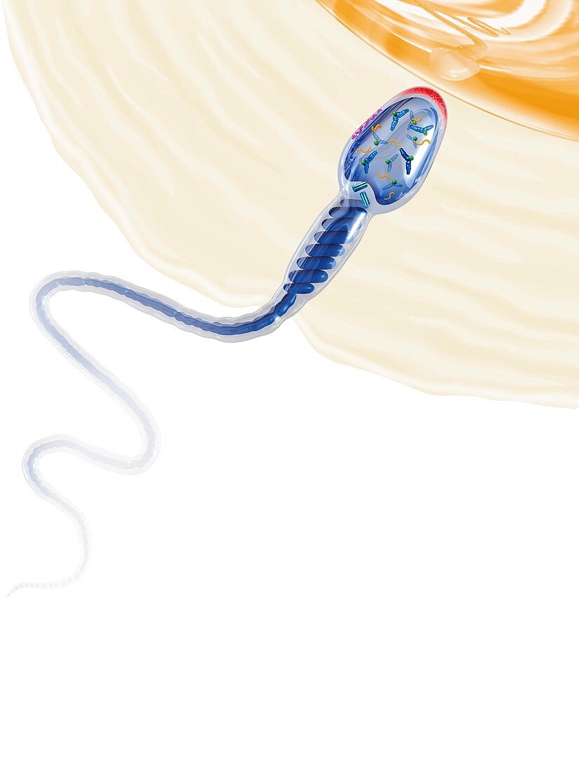Sperm fertilising an egg,artwork