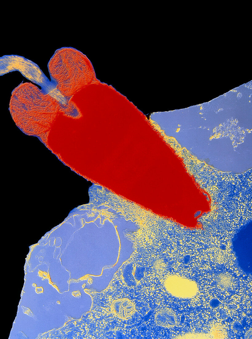 Coloured TEM of fusion of sea urchin egg & sperm