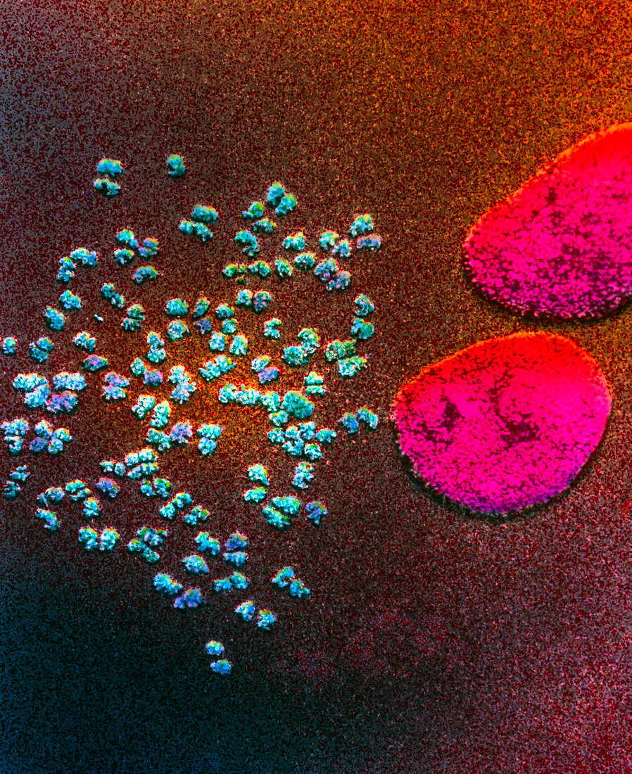 Coloured SEM of human chromosomes and two nuclei