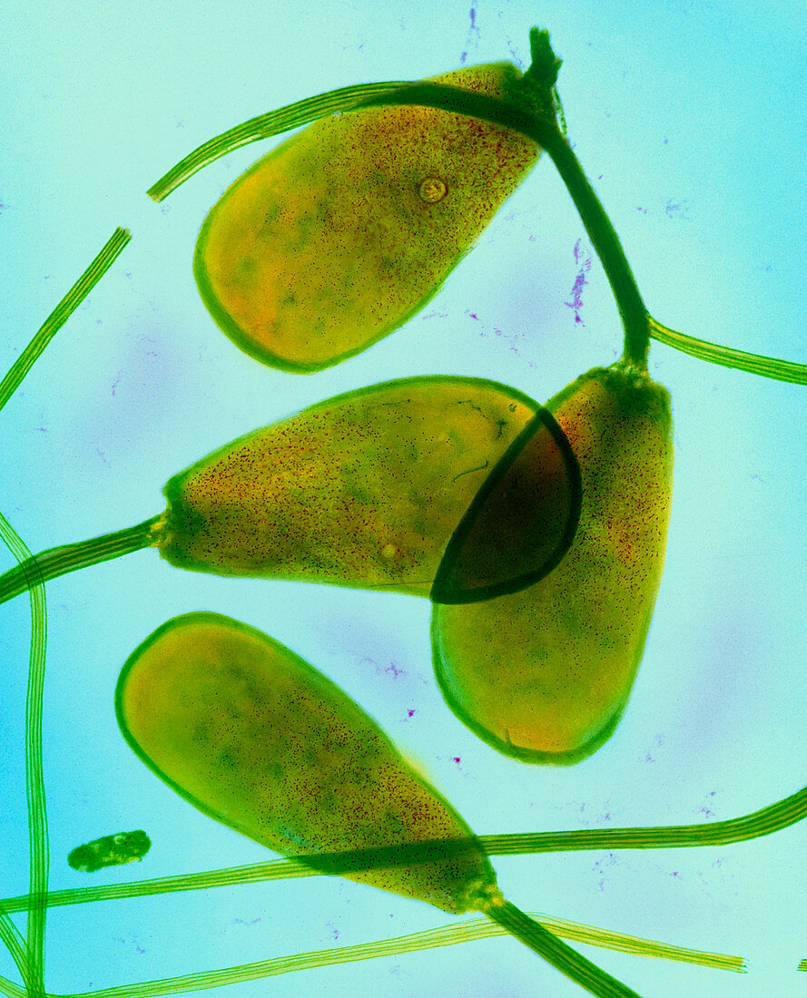 Coloured SEM of bull sperm