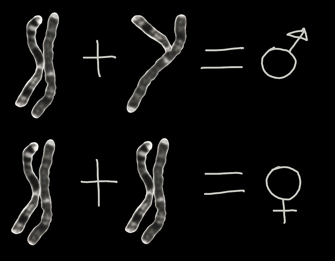 X & Y chromosomes concept