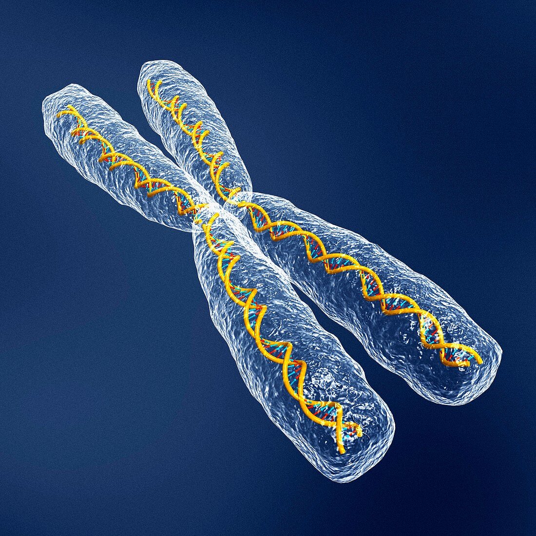 Chromosome with DNA