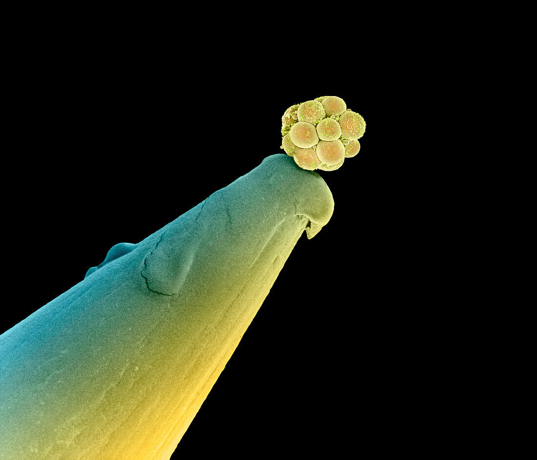 16-cell human embryo on a pin