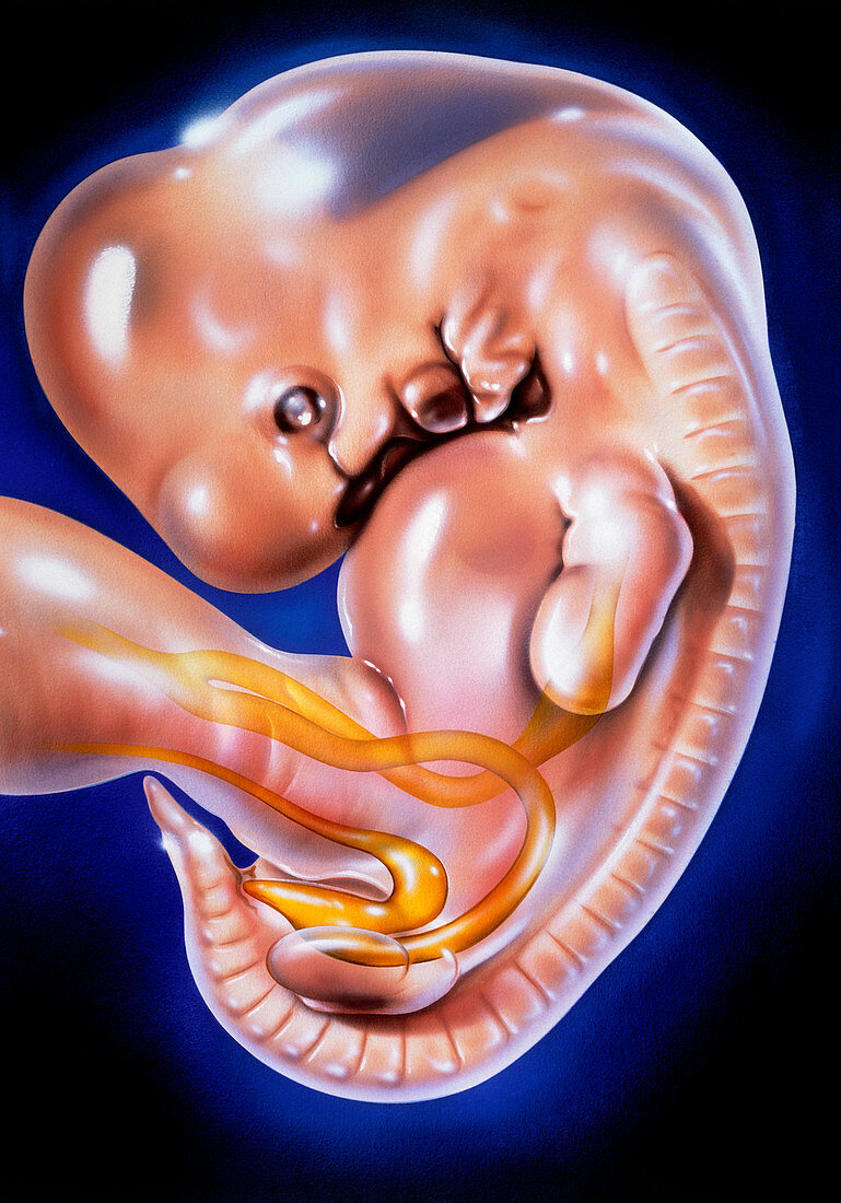 Illustration of a 33 day old human embryo