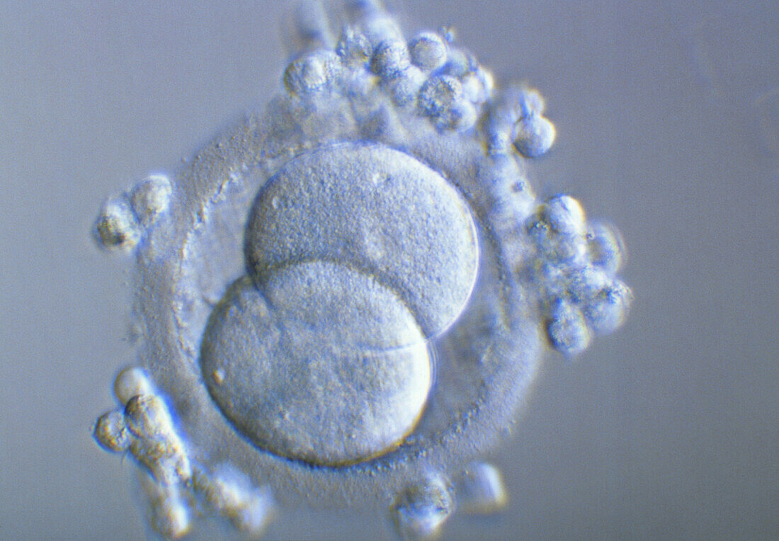 Two-cell embryo