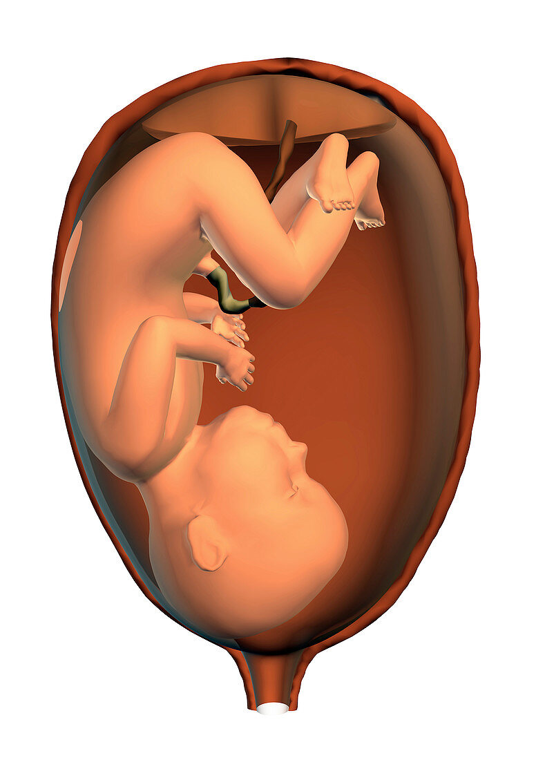 Full-term foetus at 40 weeks