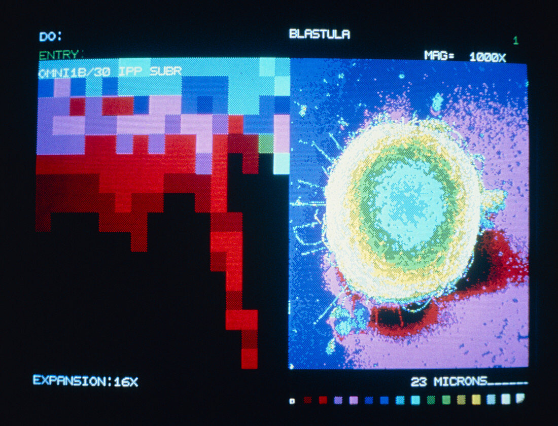 Blastula stage of an embryo