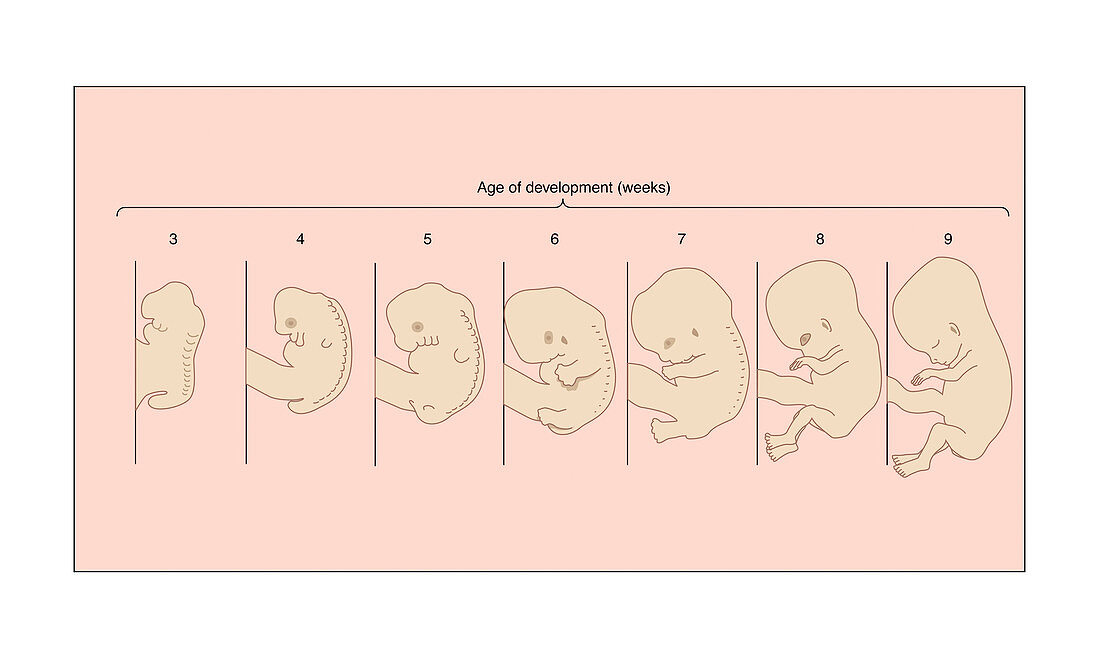 Developing embryo