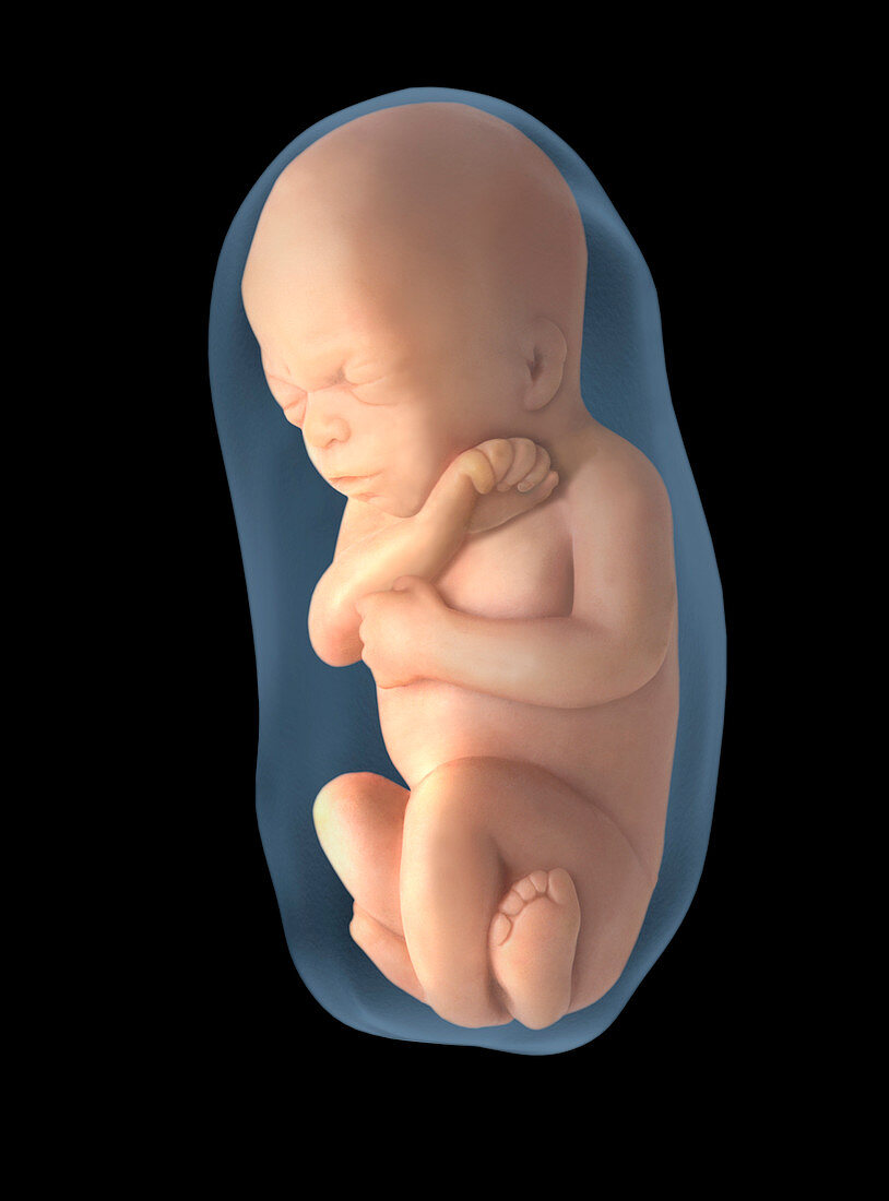 Foetus at 25 weeks