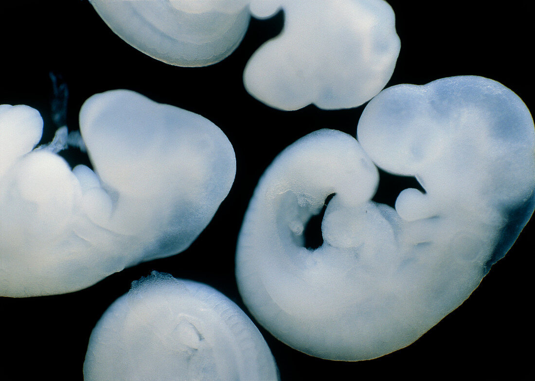 9.5 day old mouse embryos