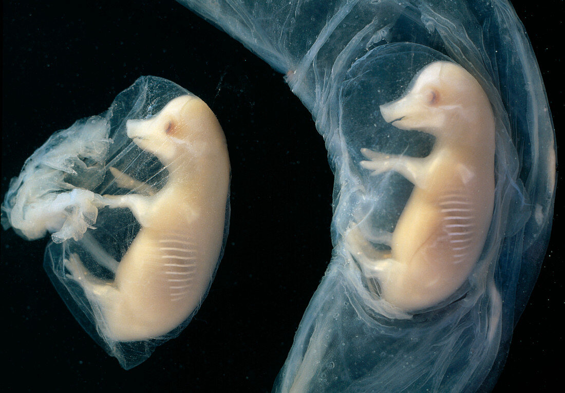 Pig embryos