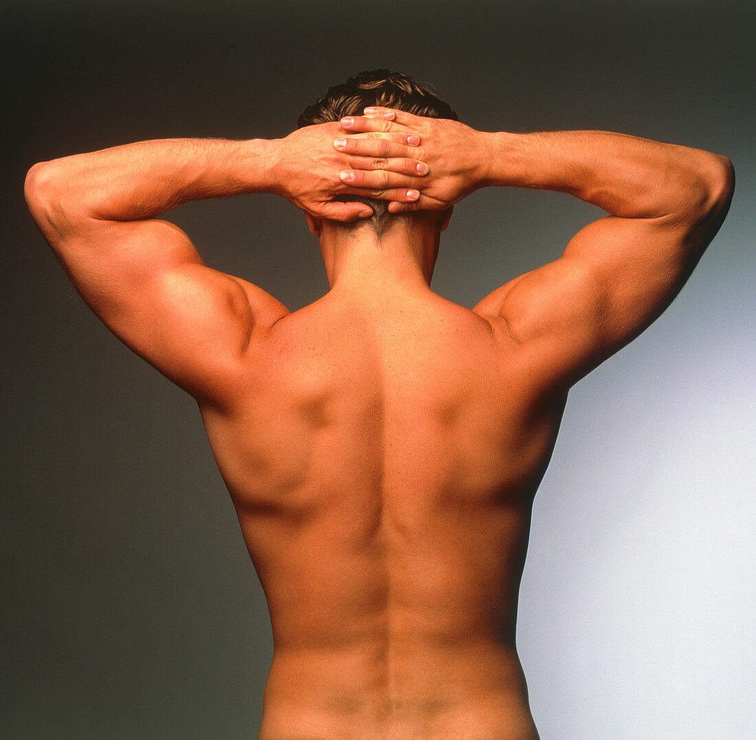 Naked torso (back view) of an athletic young man