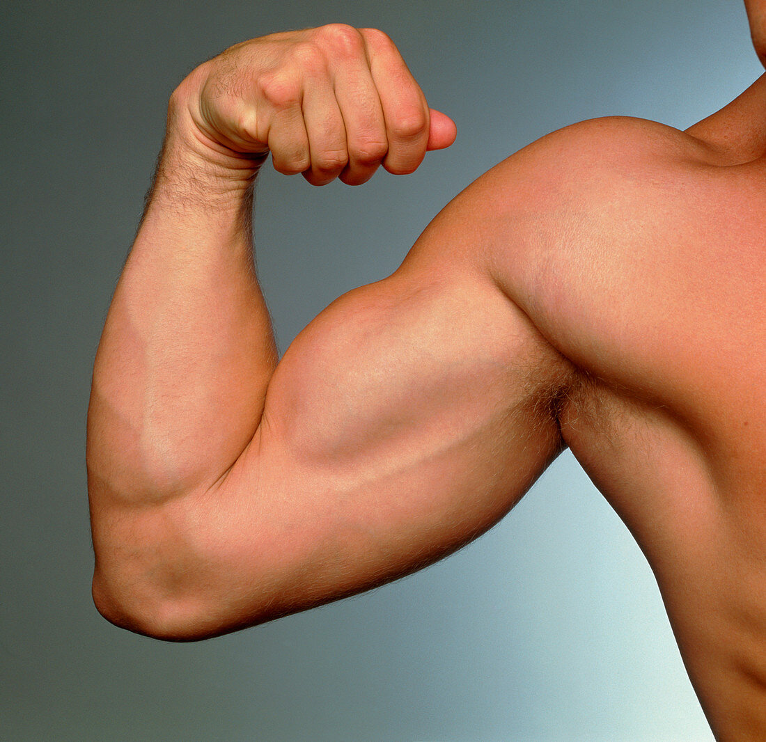 Muscular arm being flexed by athletic young man