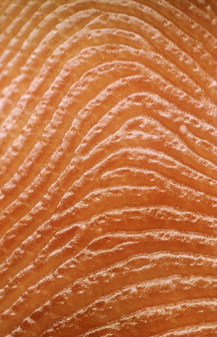 Macrophoto of fingerprint of a man