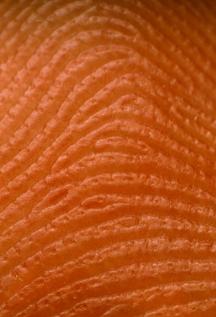 Macrophot of index finger showing skin ridges