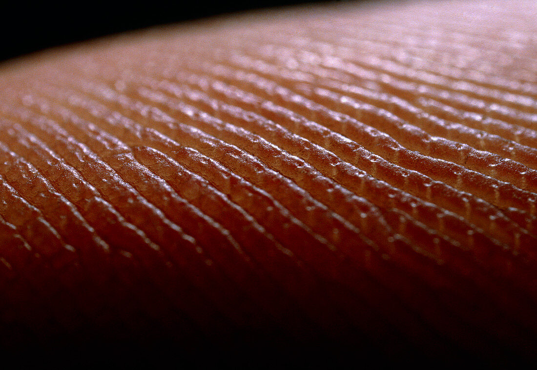 Fingerprint skin ridges