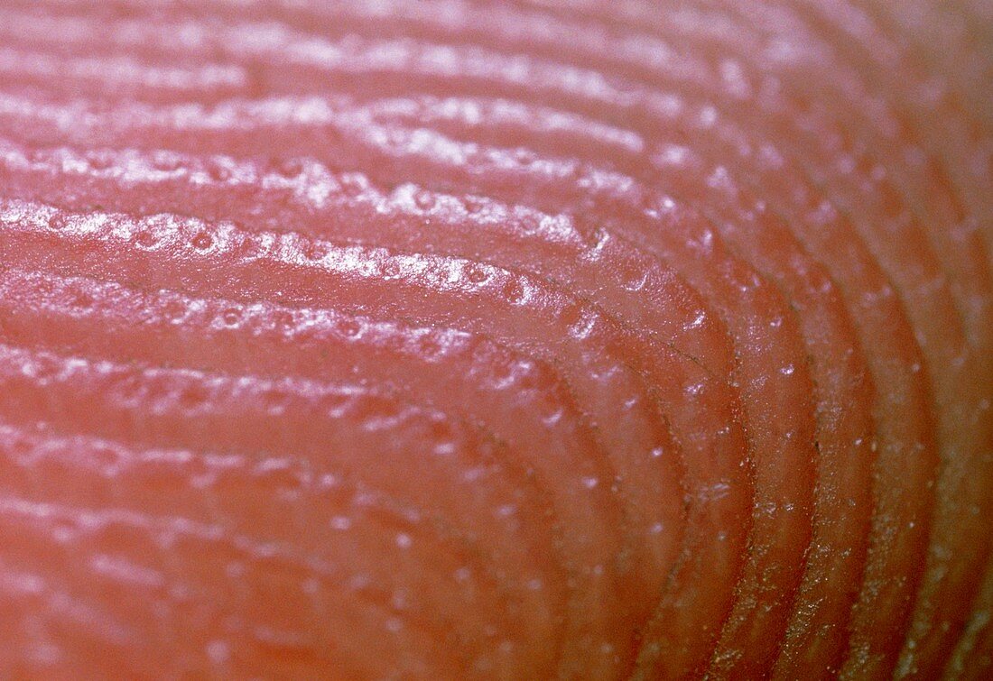 Macrophoto of finger showing skin ridges