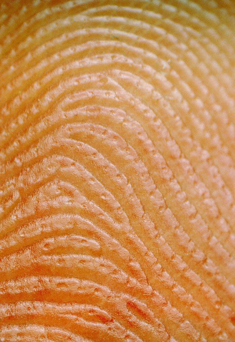 Fingerprint
