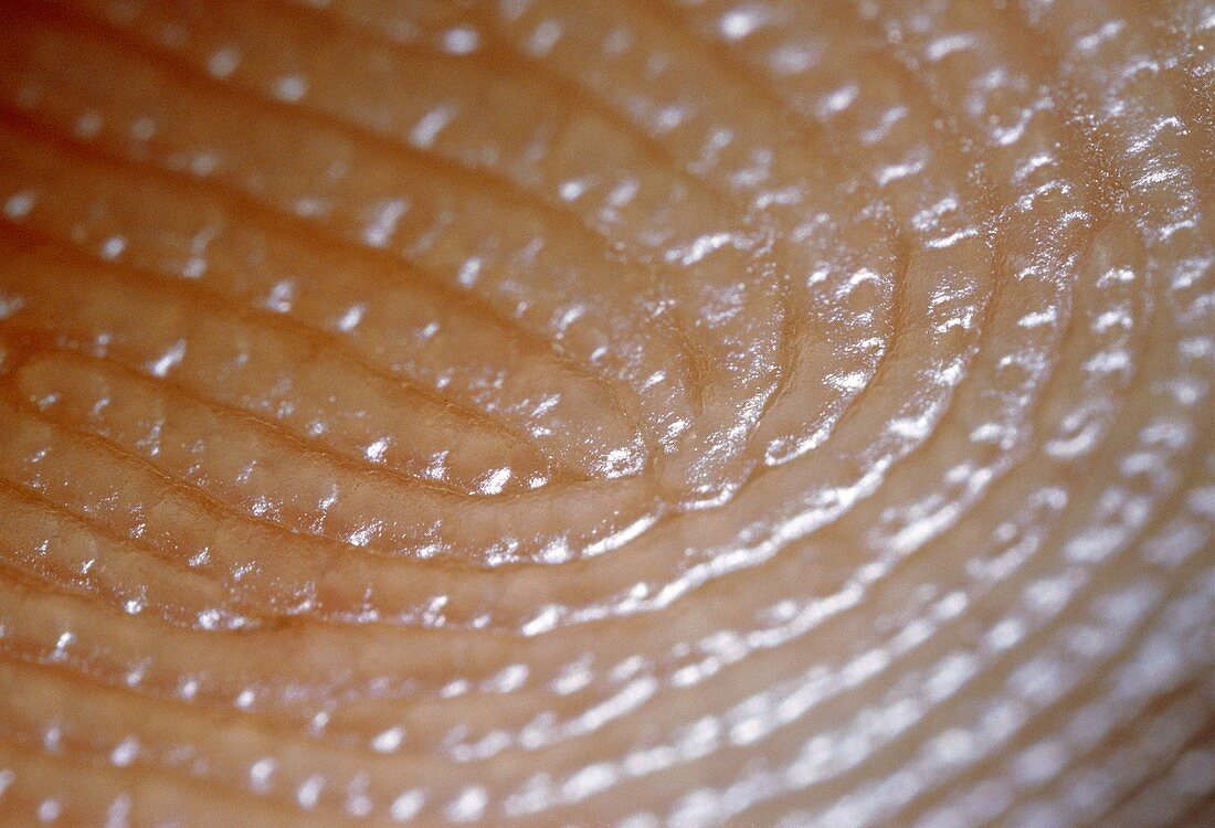 Macrophoto of index finger showing fingerprint