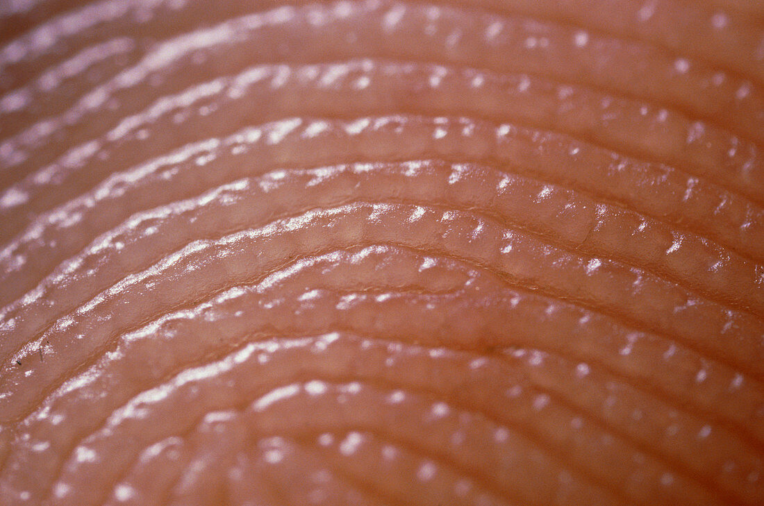 Fingerprint skin ridges