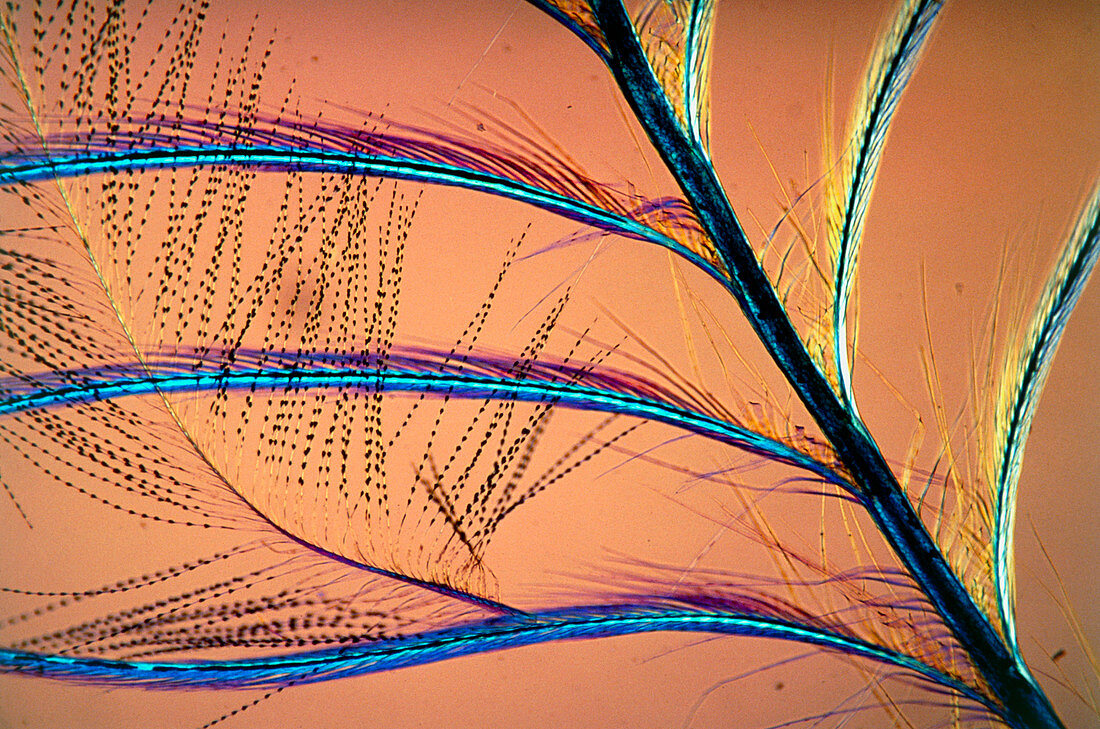 PLM of a feather from a common jay