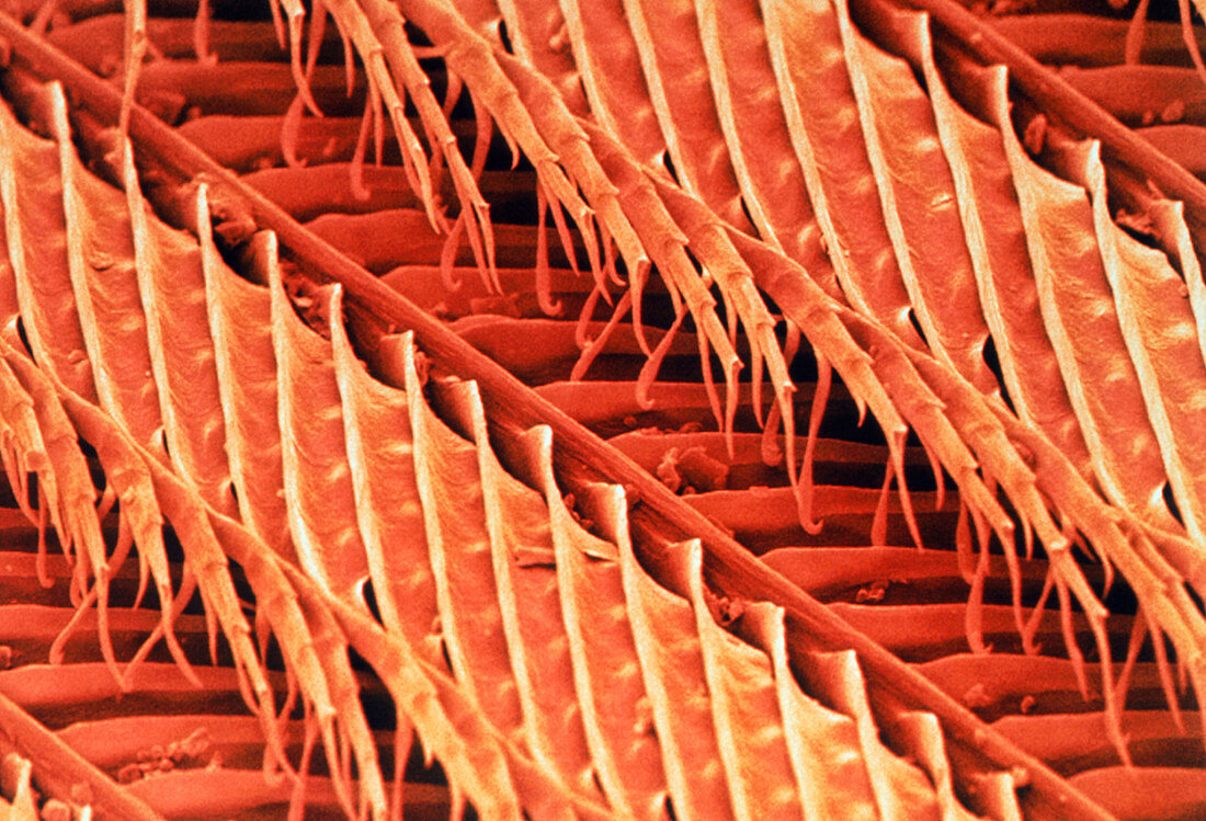 Coloured SEM of the feather of a wren