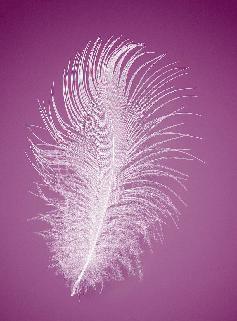 Bird feather