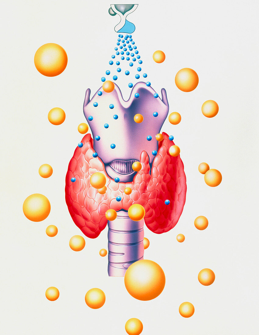 Artwork of thyroid & pituitary hormone control