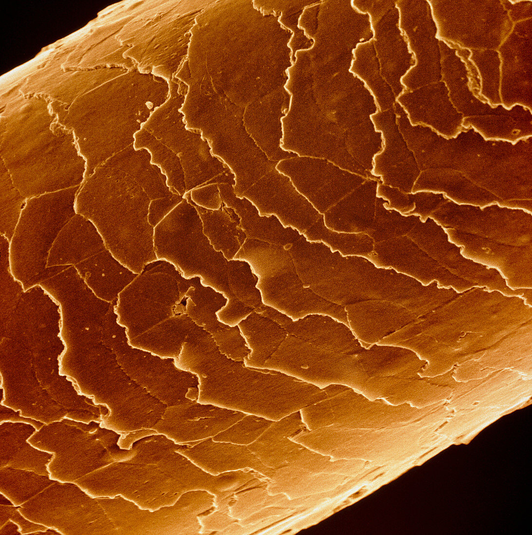 Coloured SEM of the surface of a human hair