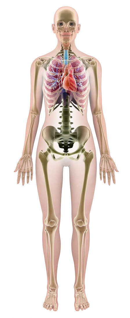 Female anatomy,computer artwork