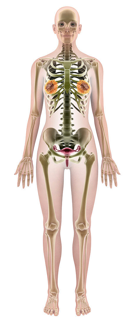 Female anatomy,computer artwork