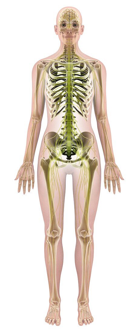 Female anatomy,computer artwork