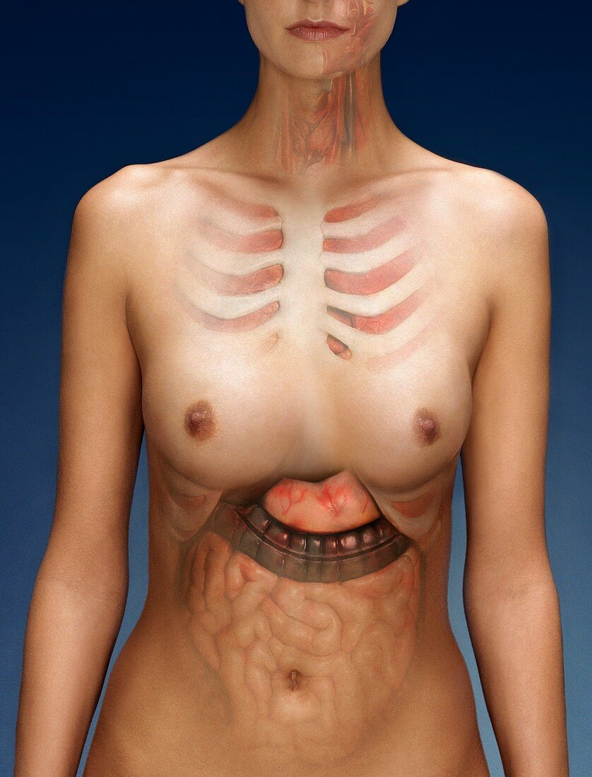 Abdominal and thoracic anatomy,composite