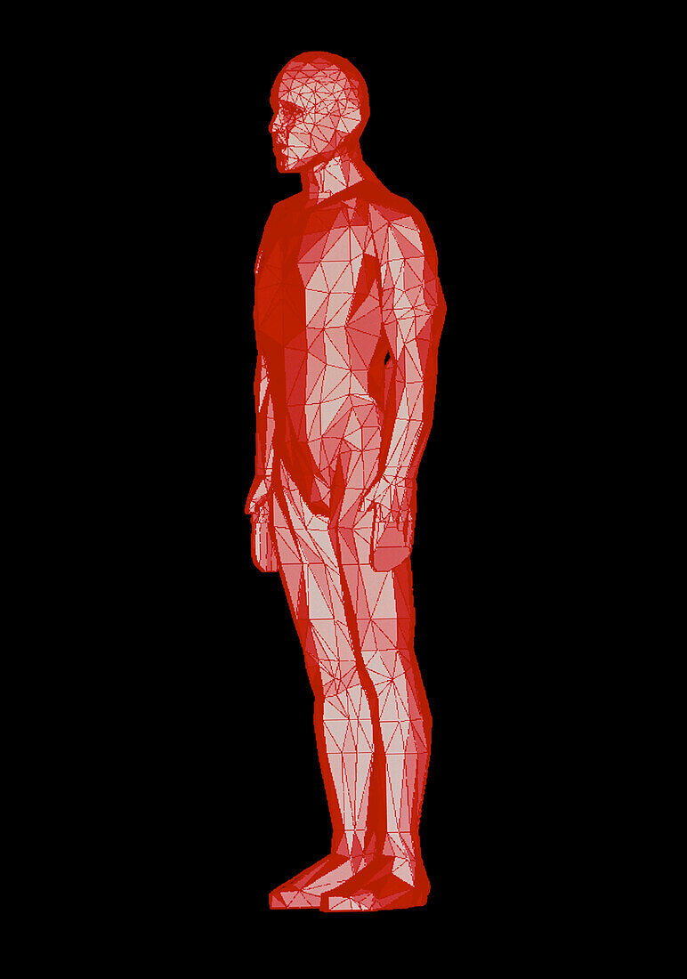 Computer graphic of standing human form (oblique)